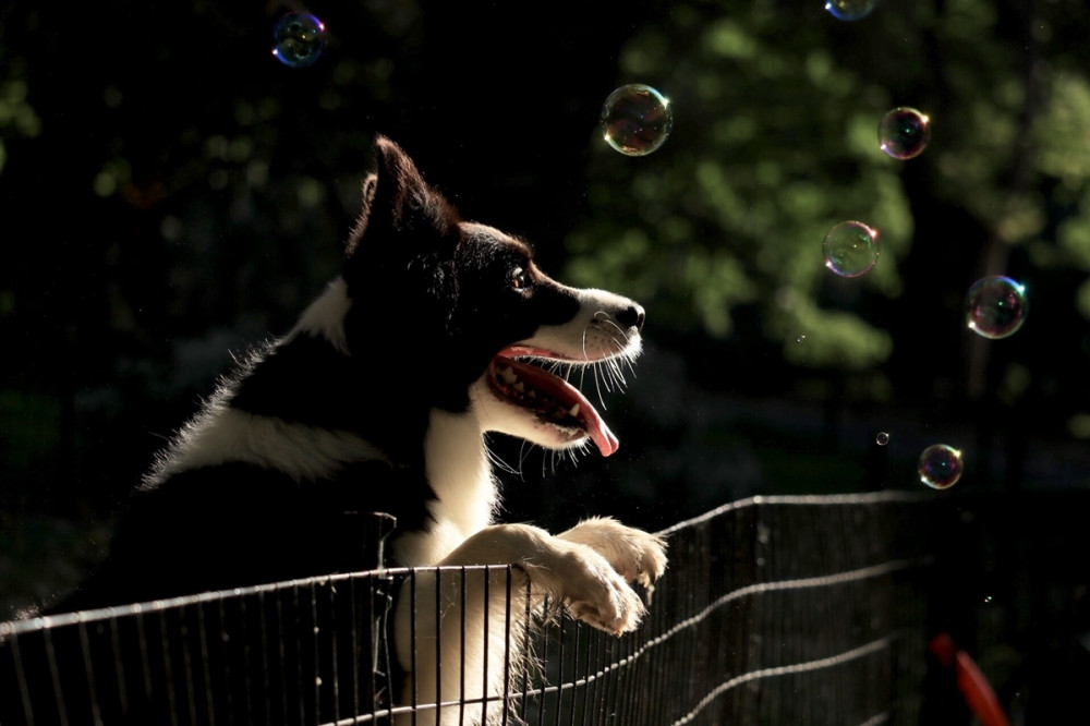 kutya kerítésre támaszkodva szappanbuborékokat néz