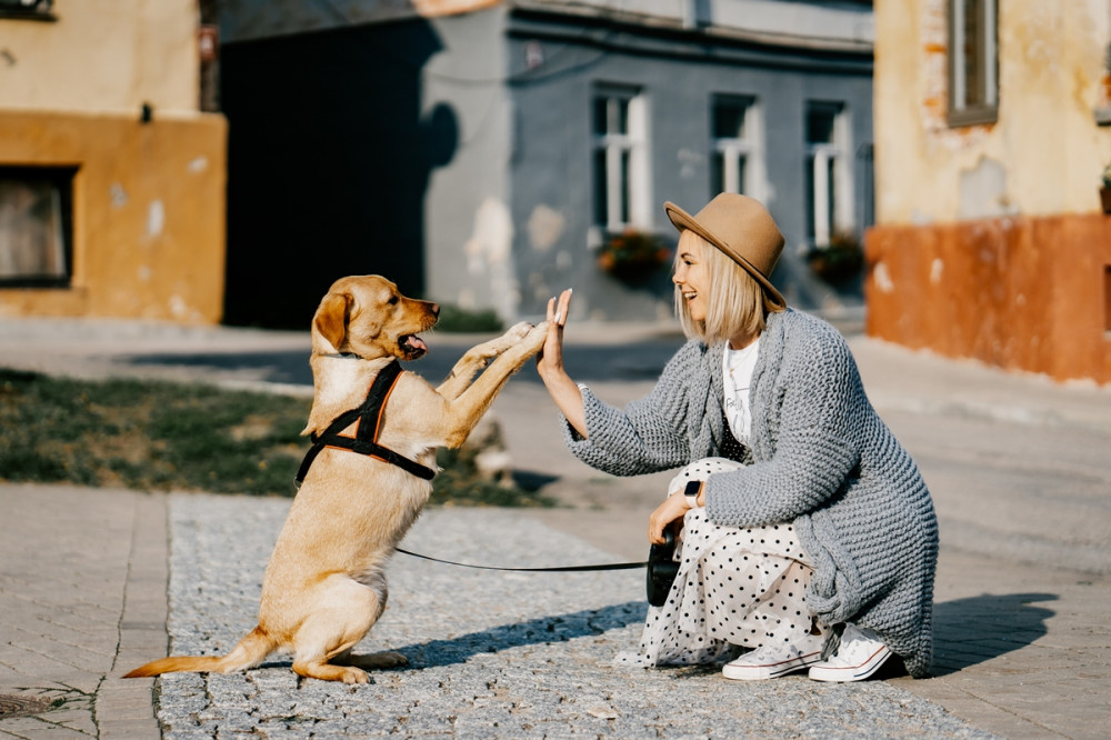 kutya pacsit ad a gazdinak az utcán