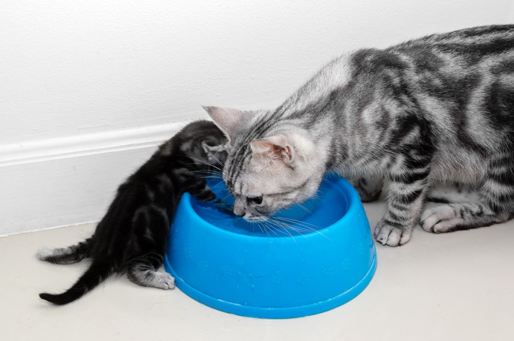 felnőtt és kölyök macska vizet lefetyelnek egy kék tálkából