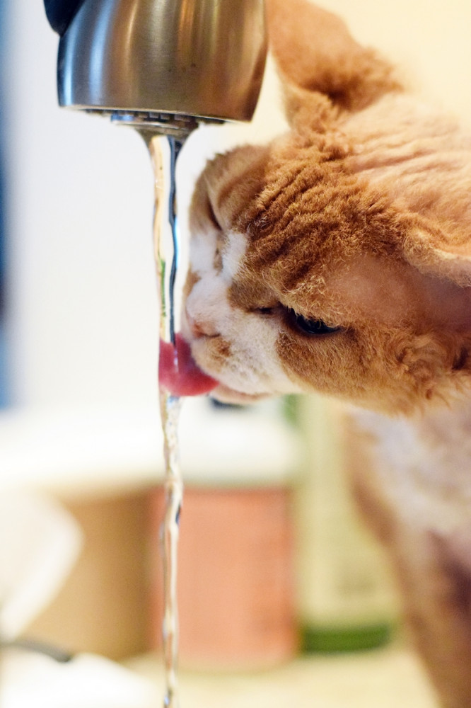 Vörös macska vizet lefetyel a csapból