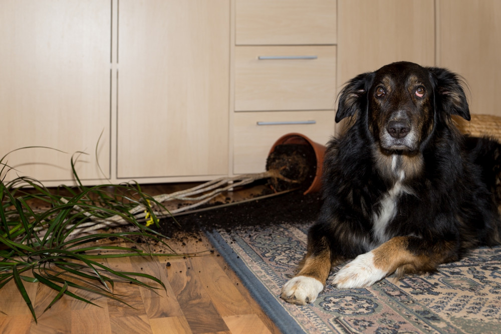 kutya felborogatott hatalmas virág mellett fekszik