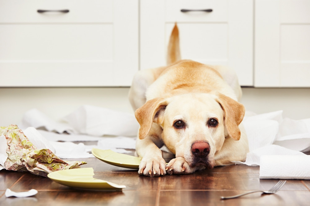 labrador széttört tányérok és egyéb konyhai romok felett fekszik