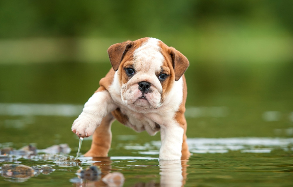 bulldog kölyök emeli a tócsából víztől csöpögő lábát
