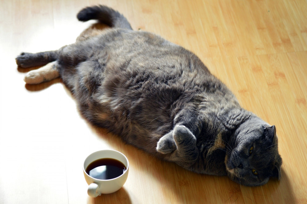 kövér cica az oldalán fekszik, mellette kávé