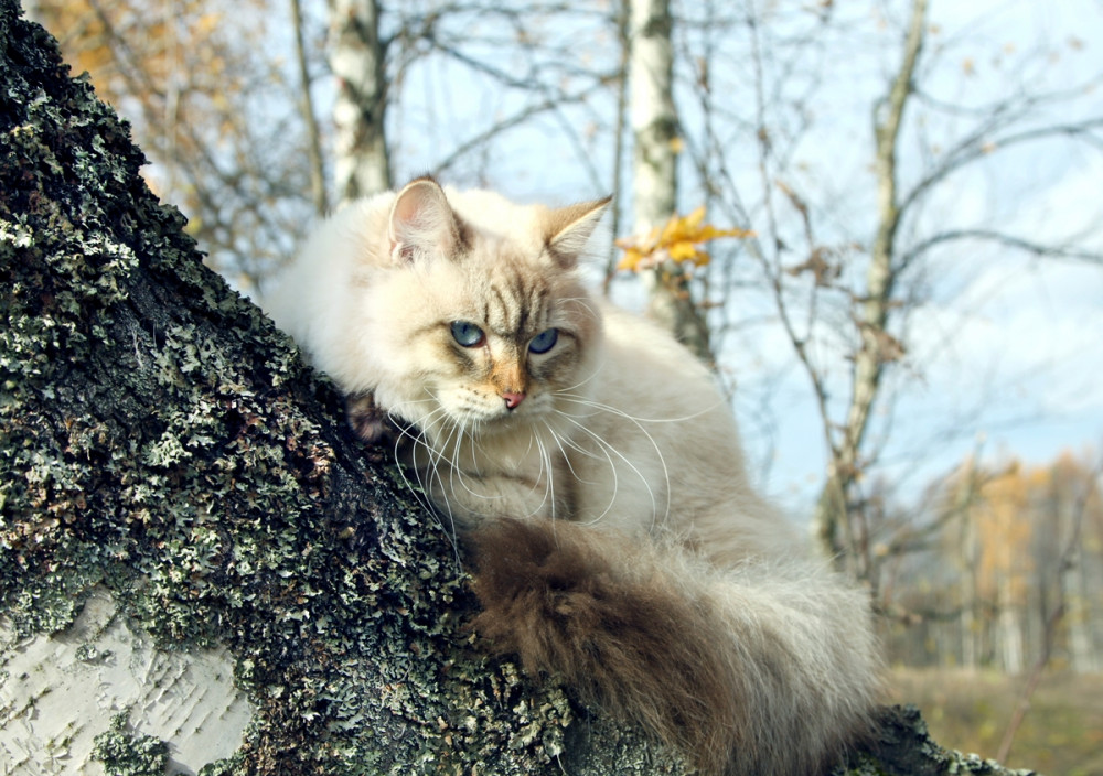 fehér macska a fán heverve nézelődik