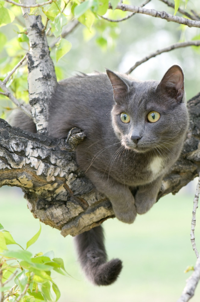 szürke cica néz le a fáról
