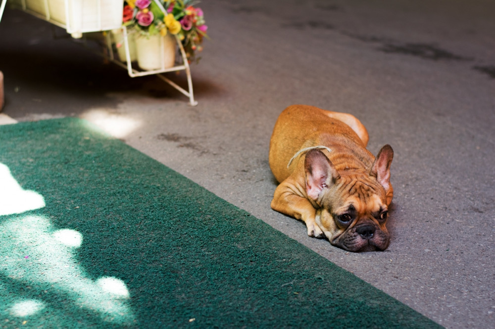 francia bulldog hever a műfű mellett