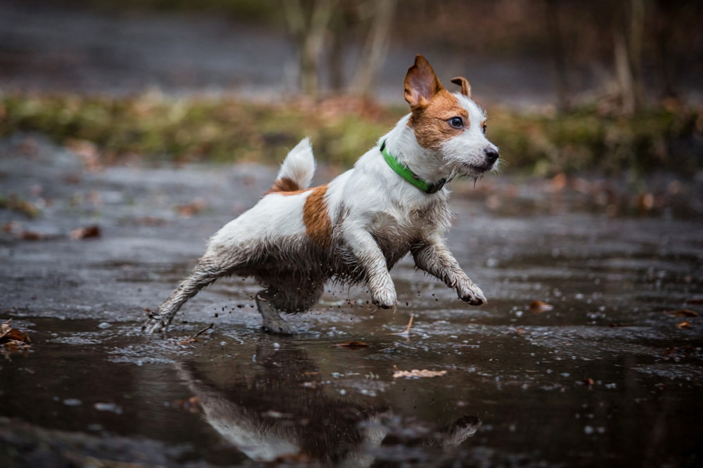 terrier fut