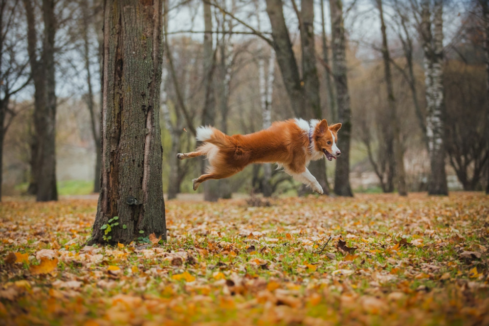 border collie futásban ugrik