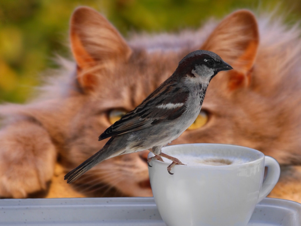 macska a csésze peremén ülő madarat szemléli