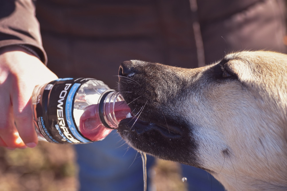 kutya palackból lefetyeli a vizet