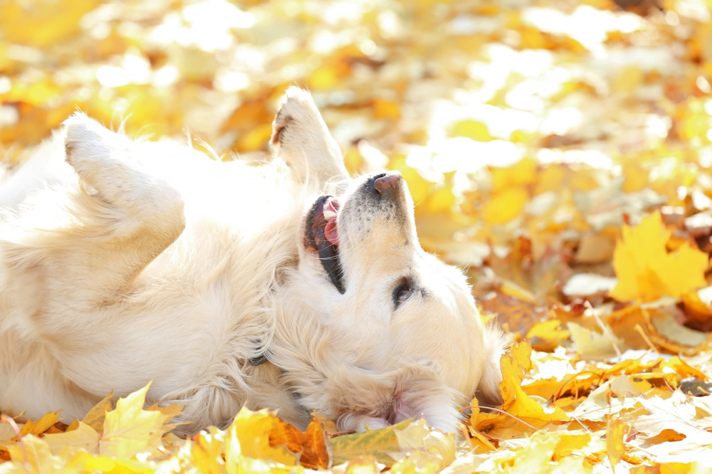 fehér kutya vidáman hempereg az őszi avarban