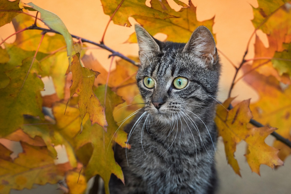 cica őszi levelek mögül néz