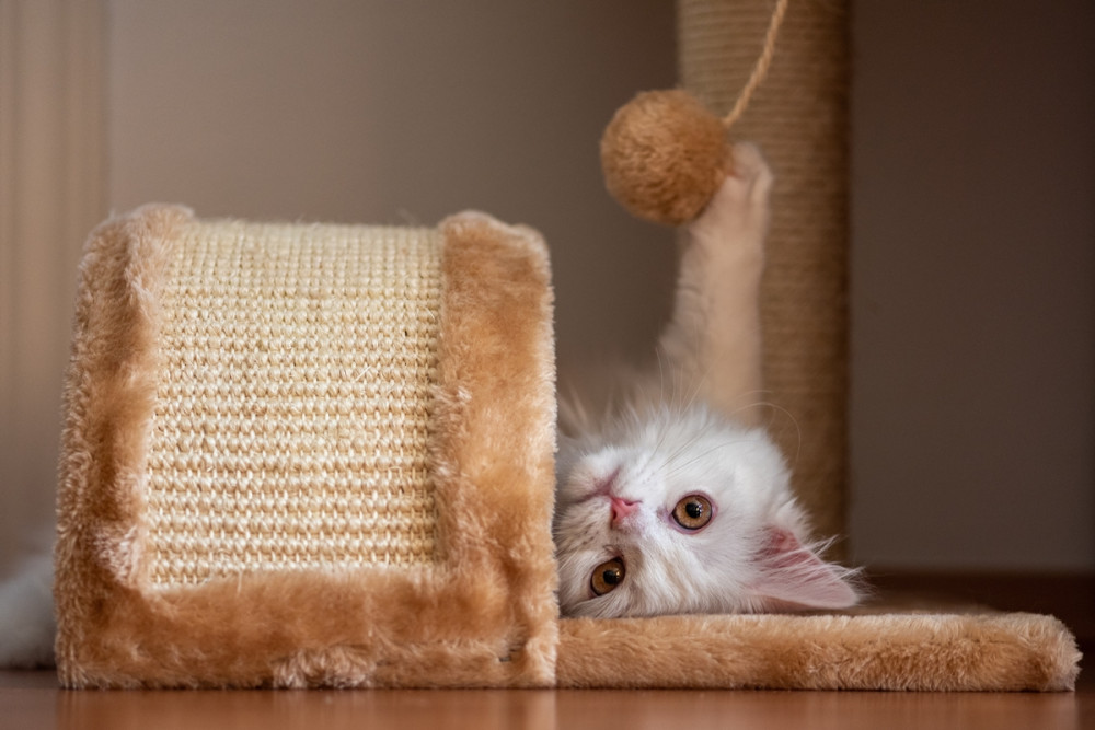 cica macskabútor kényelméből néz