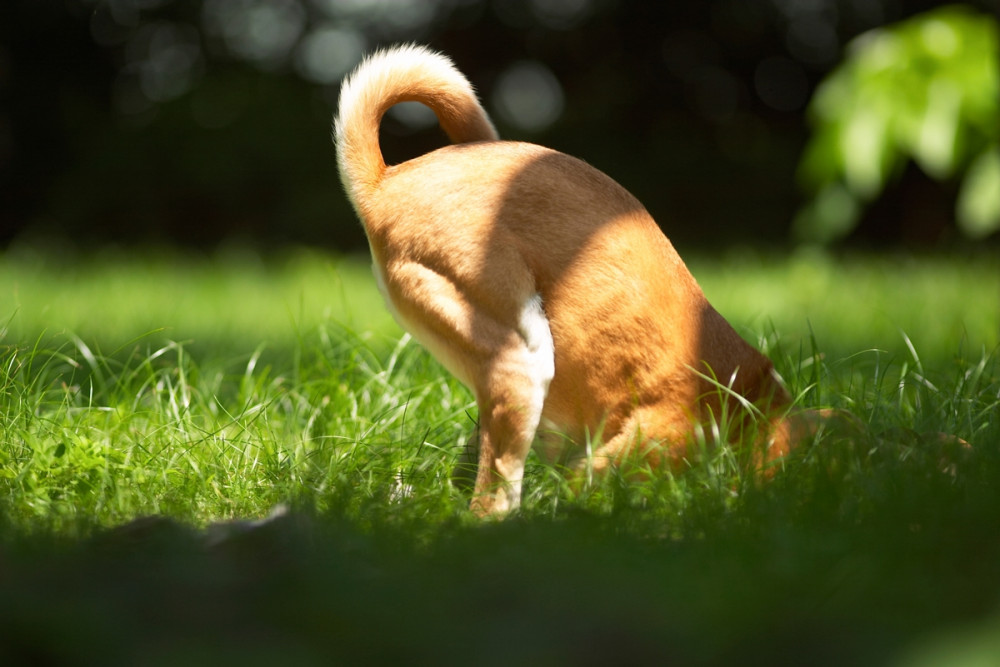 kutya a zöld fűben ás