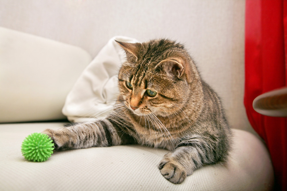 cica zöld labdát pofozgat az ágyon