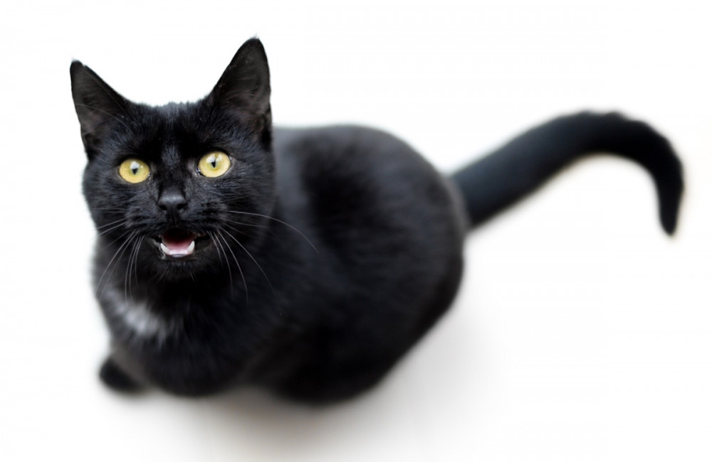 fekete macska nyávog
