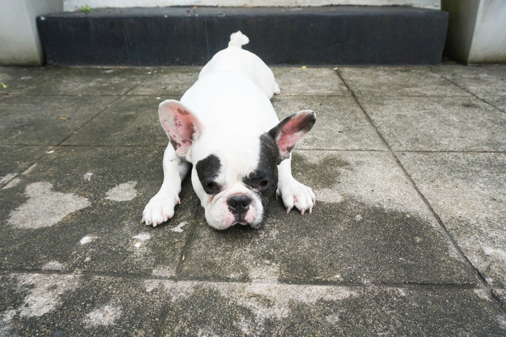 fekete-fehér bulldog kölyök a betonon lelapul