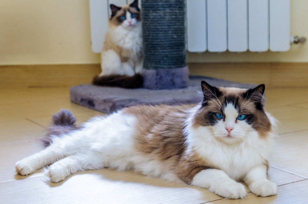 egyik cica macskabútor alján ül, másik a padlón hever