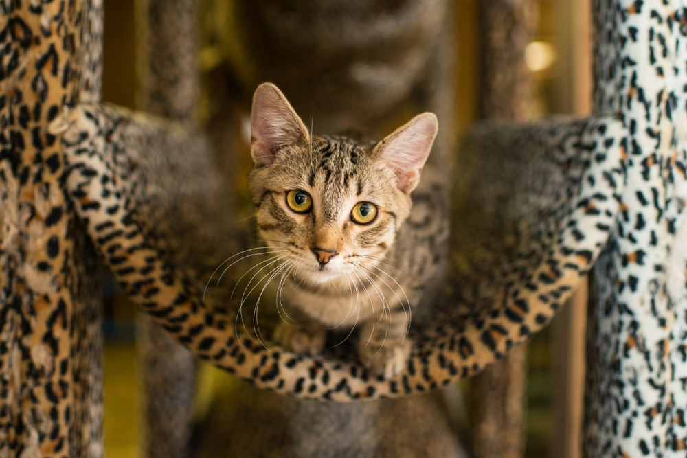 cica macskabútor függőágyában pihen