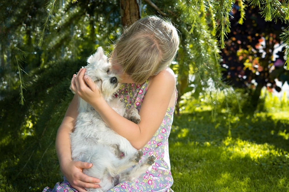 kislány, westie kutyáját tartja a karjában és öleli