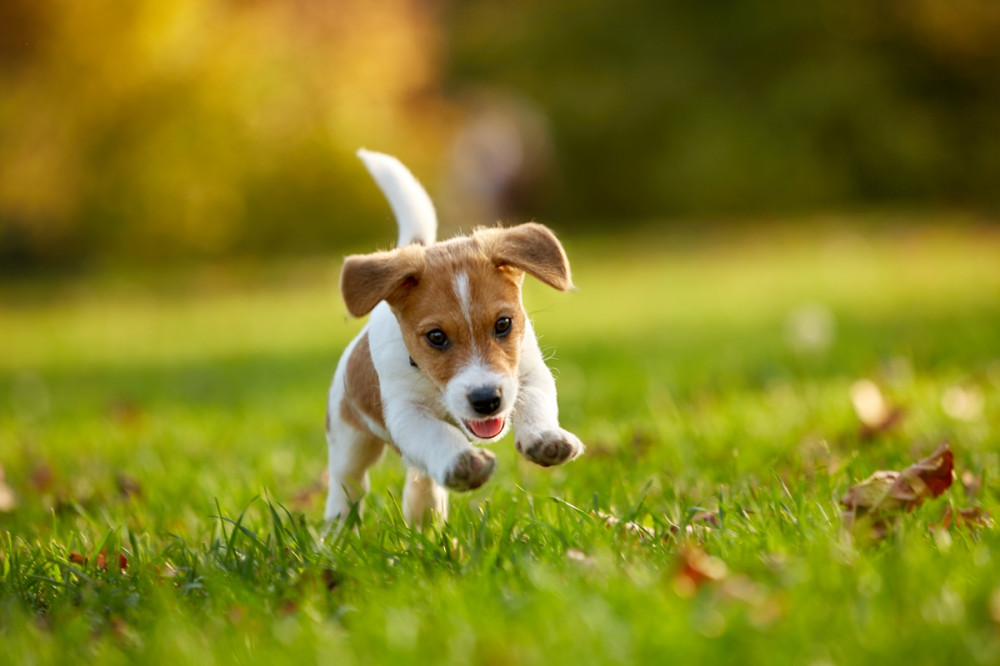 kicsi terrier kölyök ugrál a zöld fűben