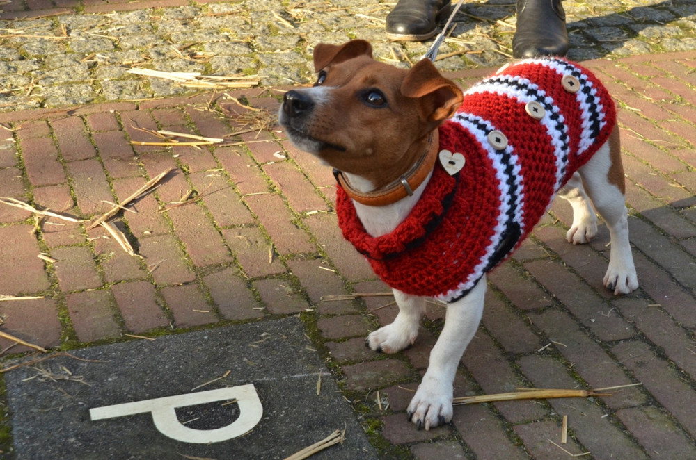 terrier jellegű kutya kötött kabátban