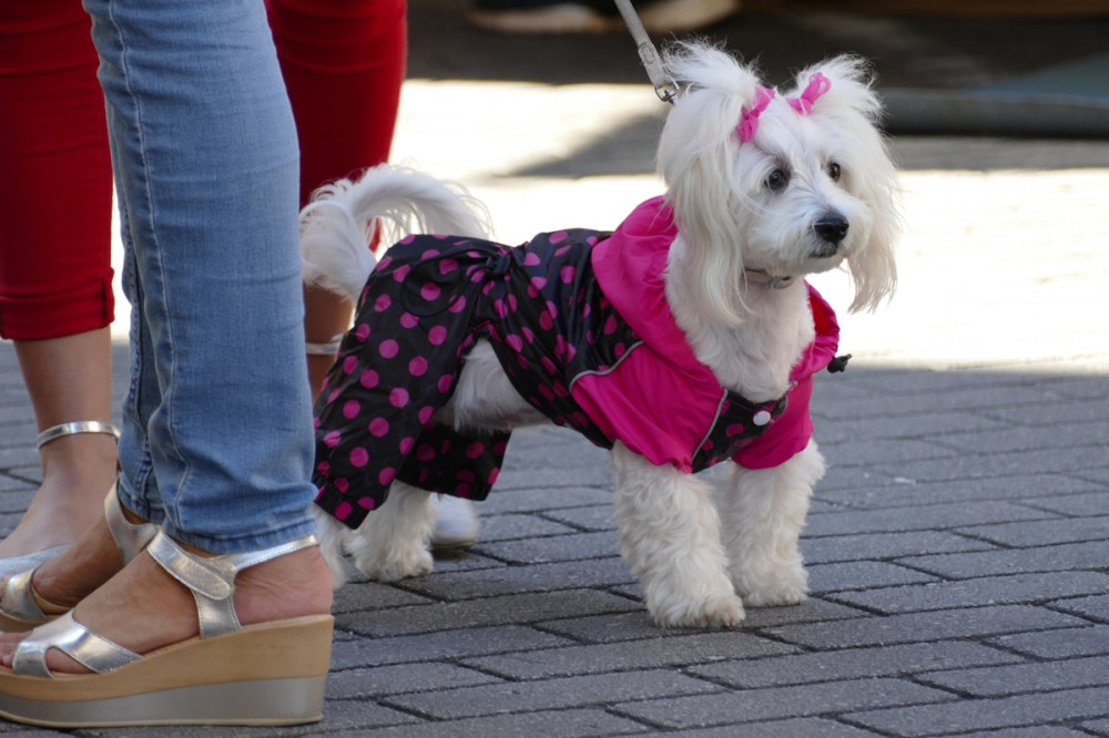 bichon jellegű kutya rózsaszín-fekete kabátkában