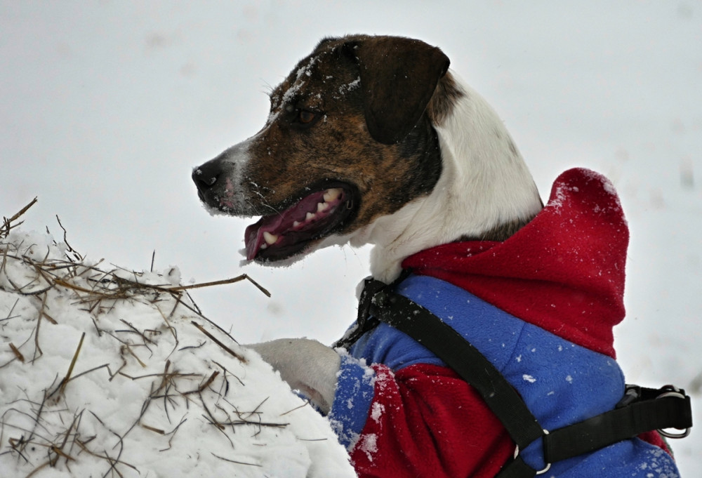 terrier jellegű kutya kék-piros dzsekiben