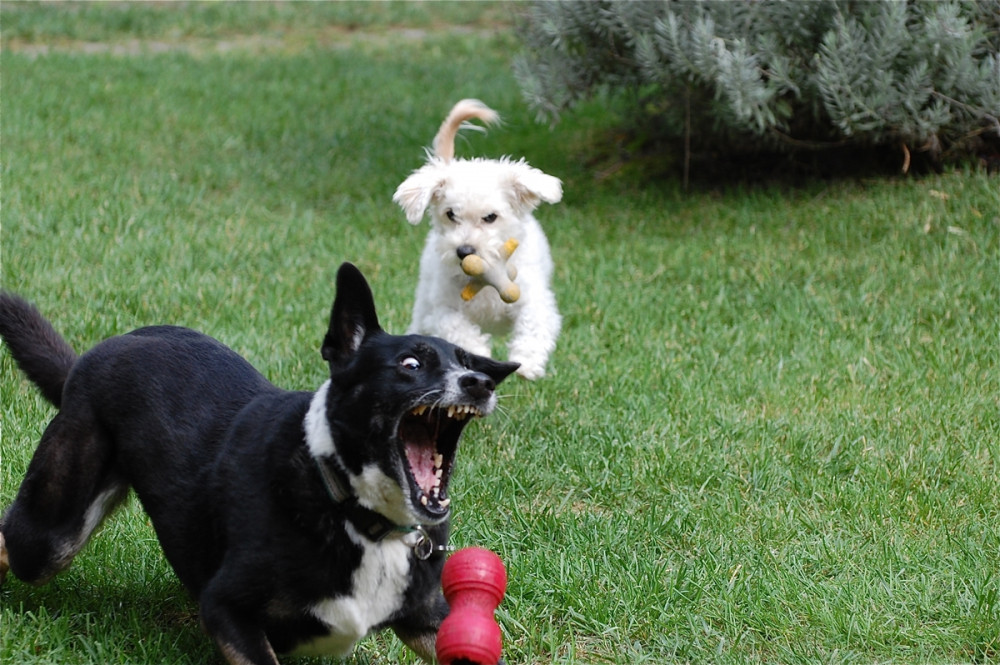 két kutya KONg játékkal játszik