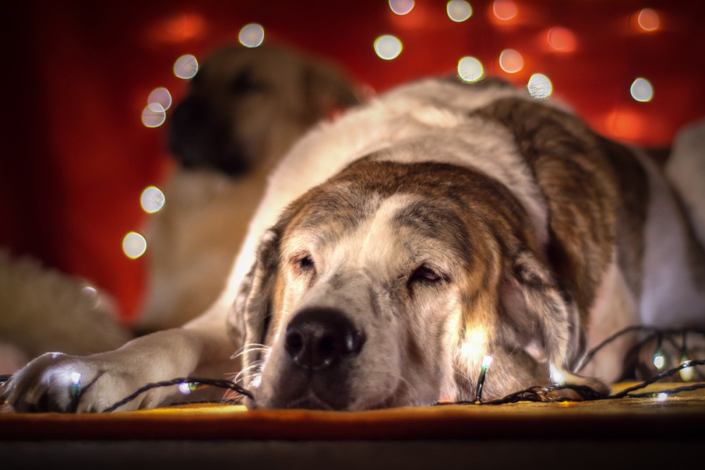 kutya fekszik a karácsonyi fények alatt