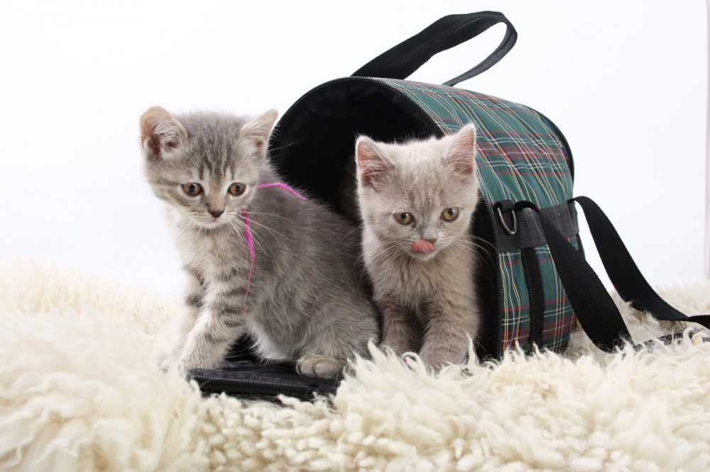 két szürke kiscica macsaszállító táskából osonkodik kifele