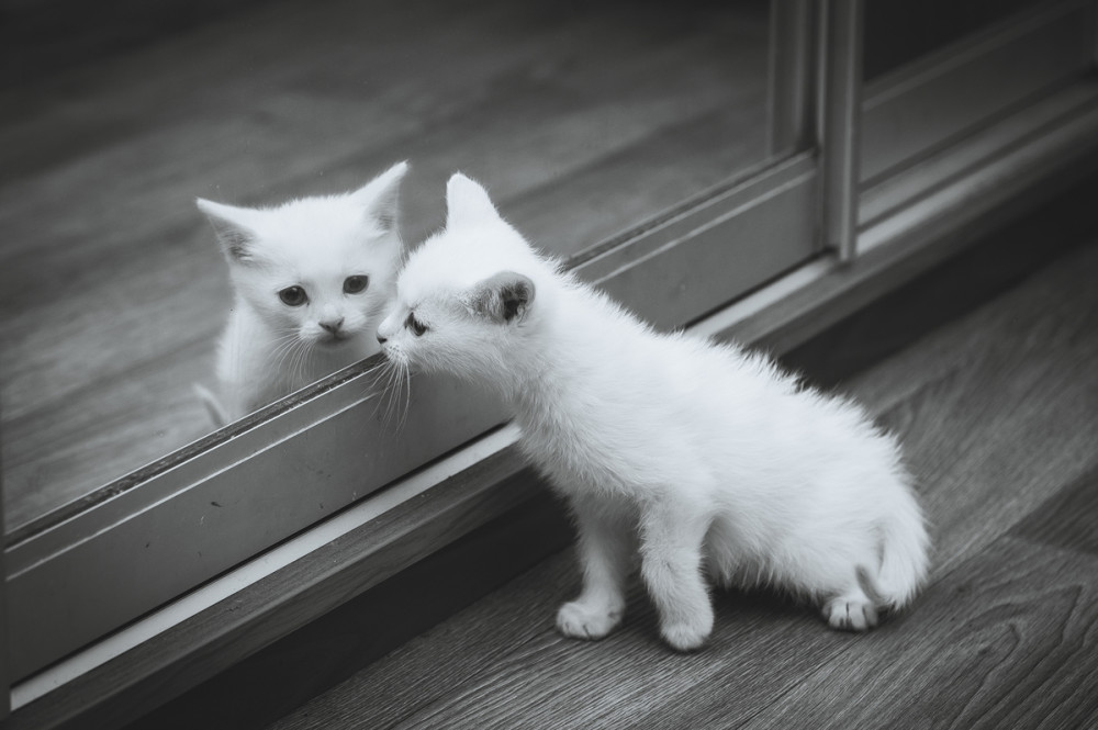 fehér cica tükörben szemléli magát