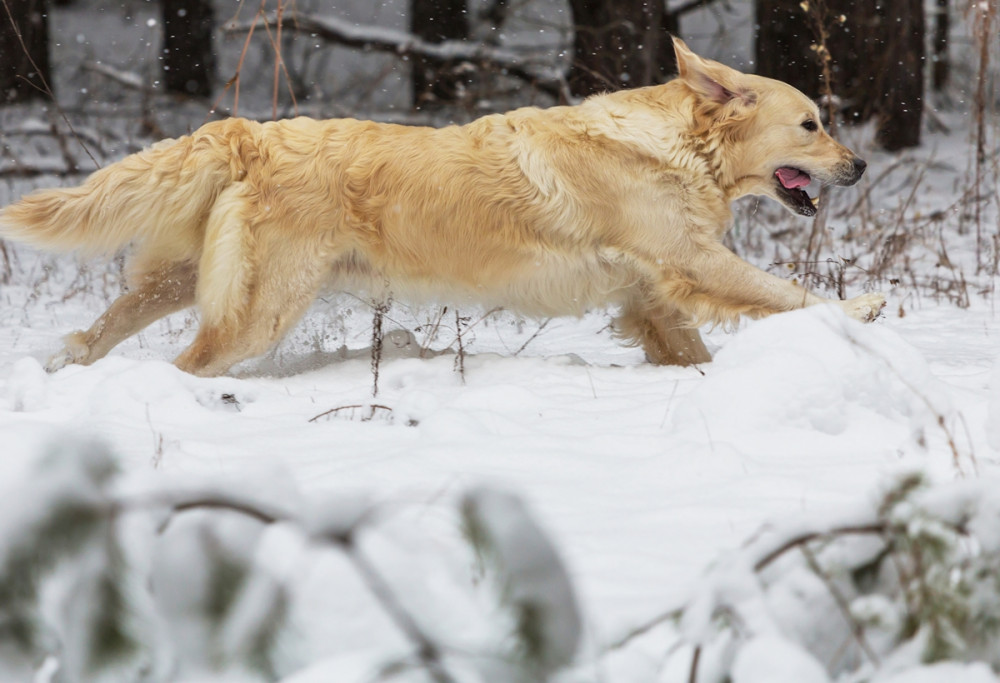 golden retriever rohan a havon