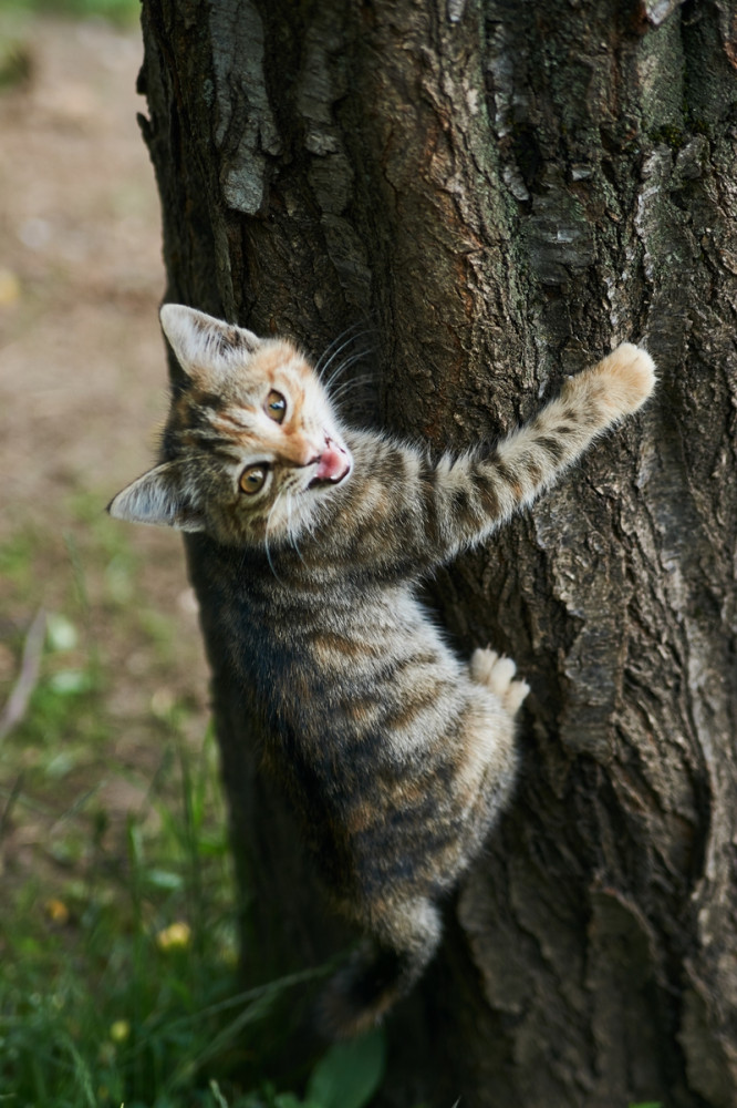 cirmos macska fára mászik és közben nyávog