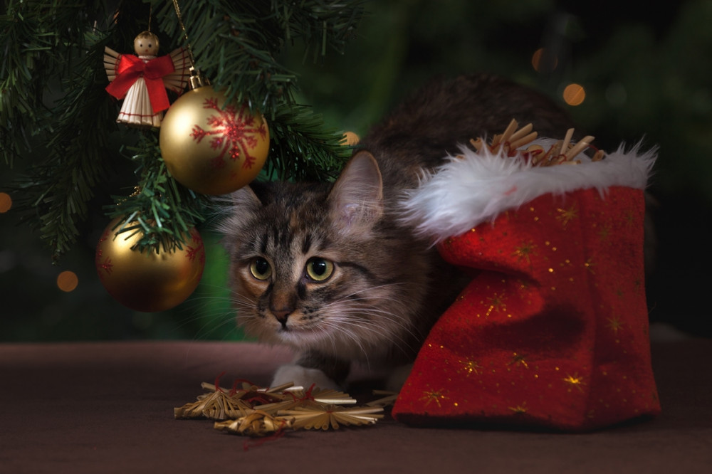cica a karácsonyfa alatt fekszik