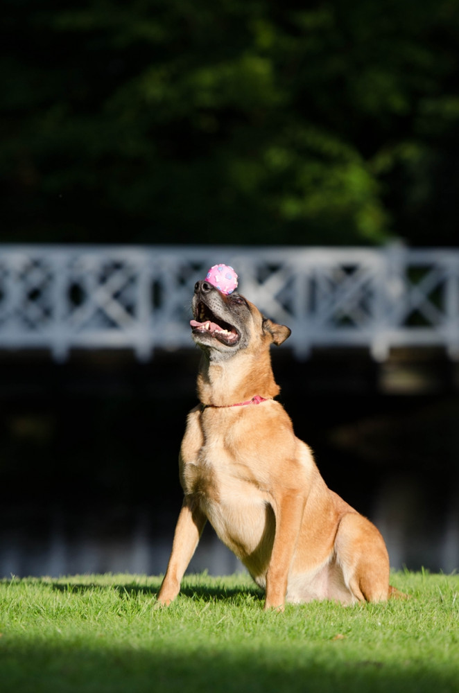 Kutya orrán labdával ül