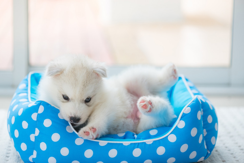 malamute kölyök kék-fehér pöttyös kutyaágyban fekszik