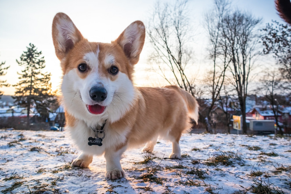 corgie a havas talajon