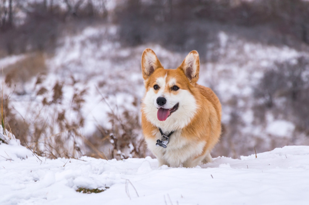 corgie vidáman lohol a hóban