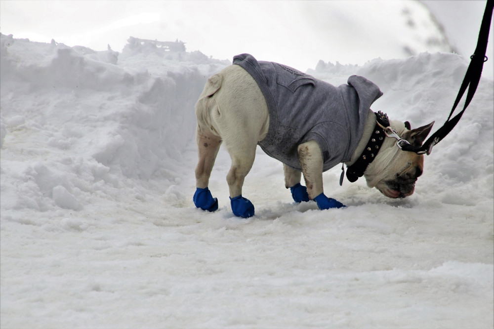 francia bulldog hóban sétál, kutyaruhában, lábain cipő