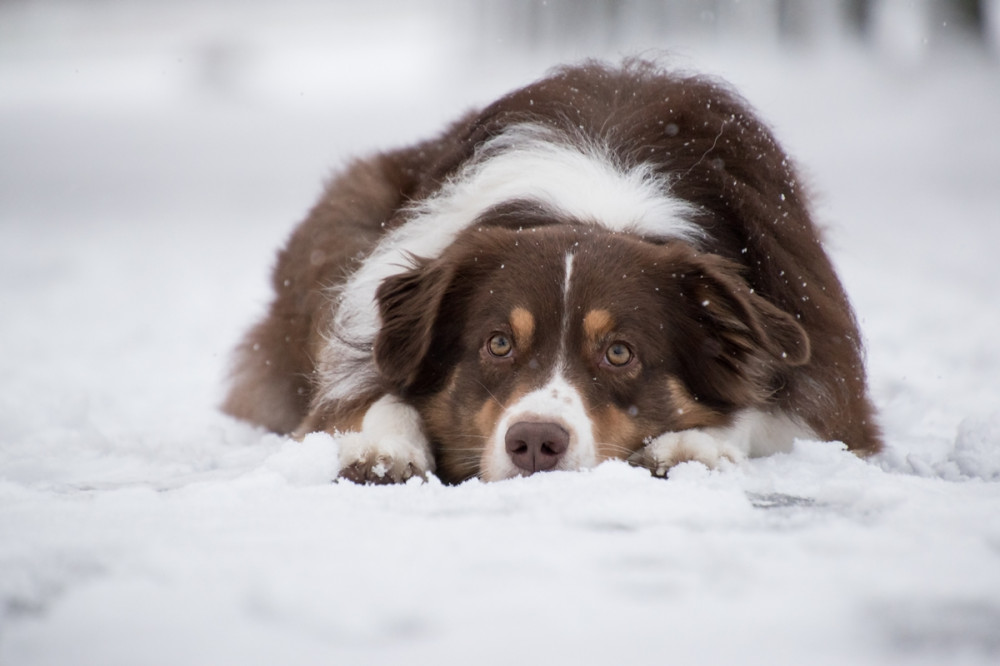 kutya fekszik a hóban
