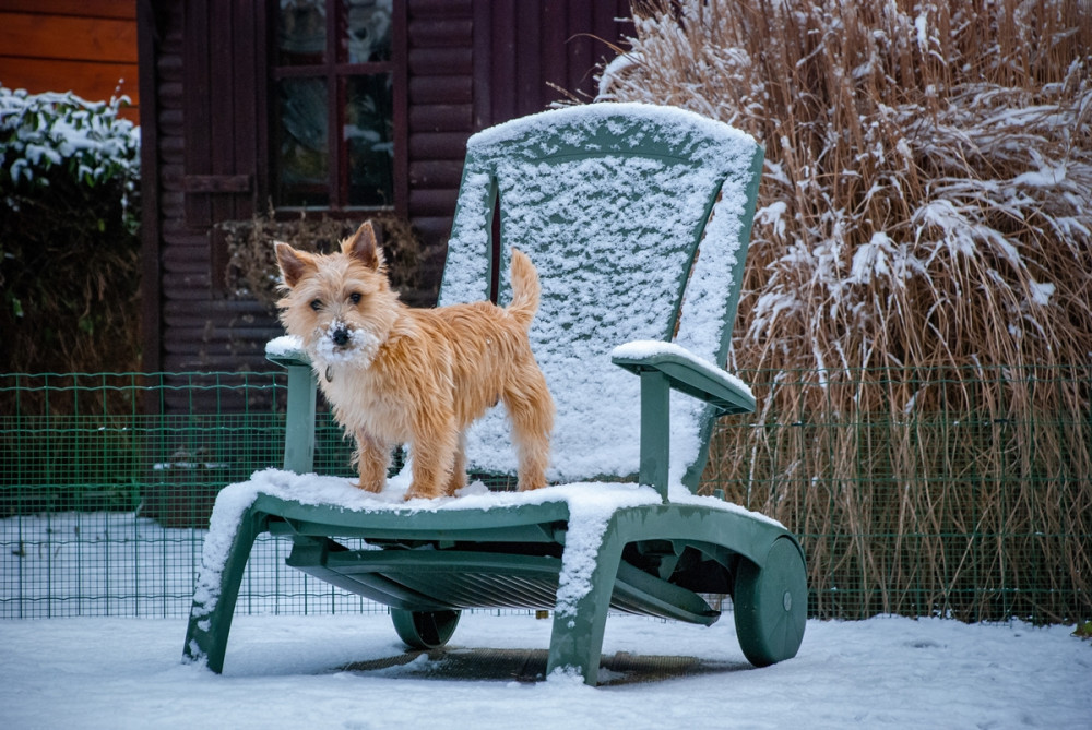 kutya a behavazott kerti széken áll