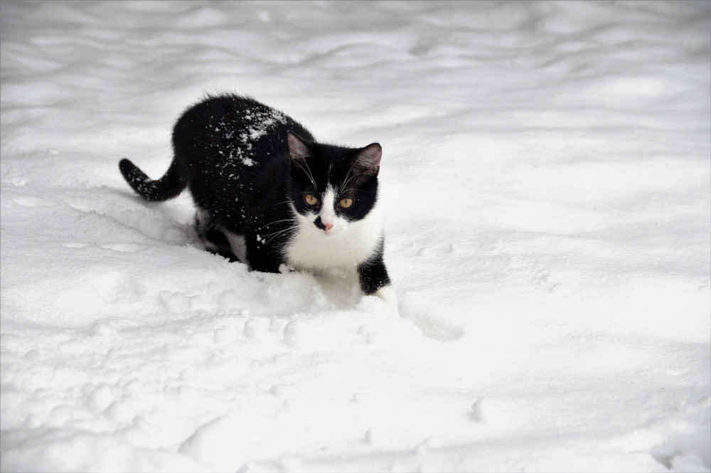 fekete-fehér cica lépked a hóban