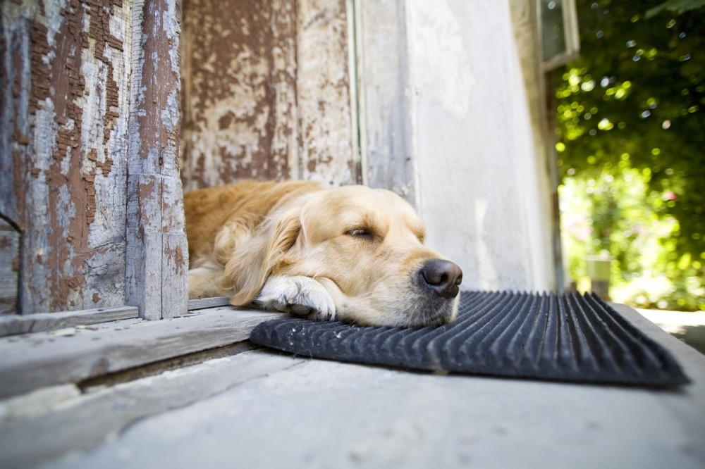 labrador kopott ajtóban fekszik, feje a lábtörlőn