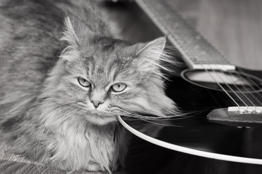szép cica egy gitárra fekteti a fejét és néz