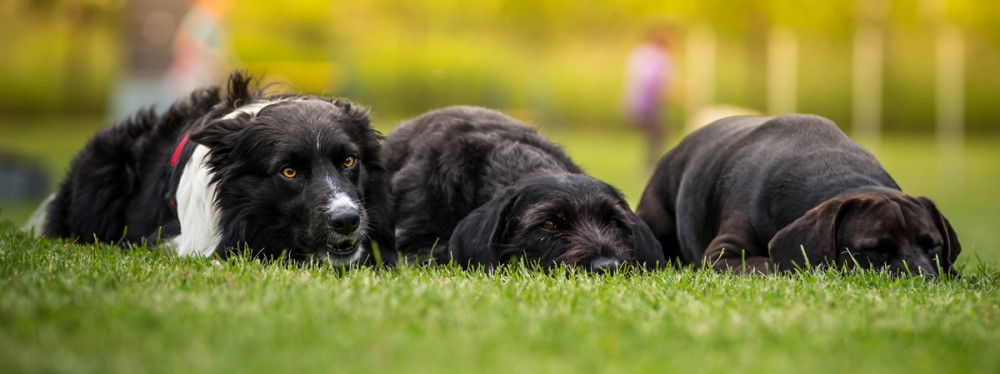 három kutya lapít a fűben