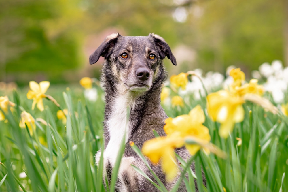 kutya ül a tavaszi réten