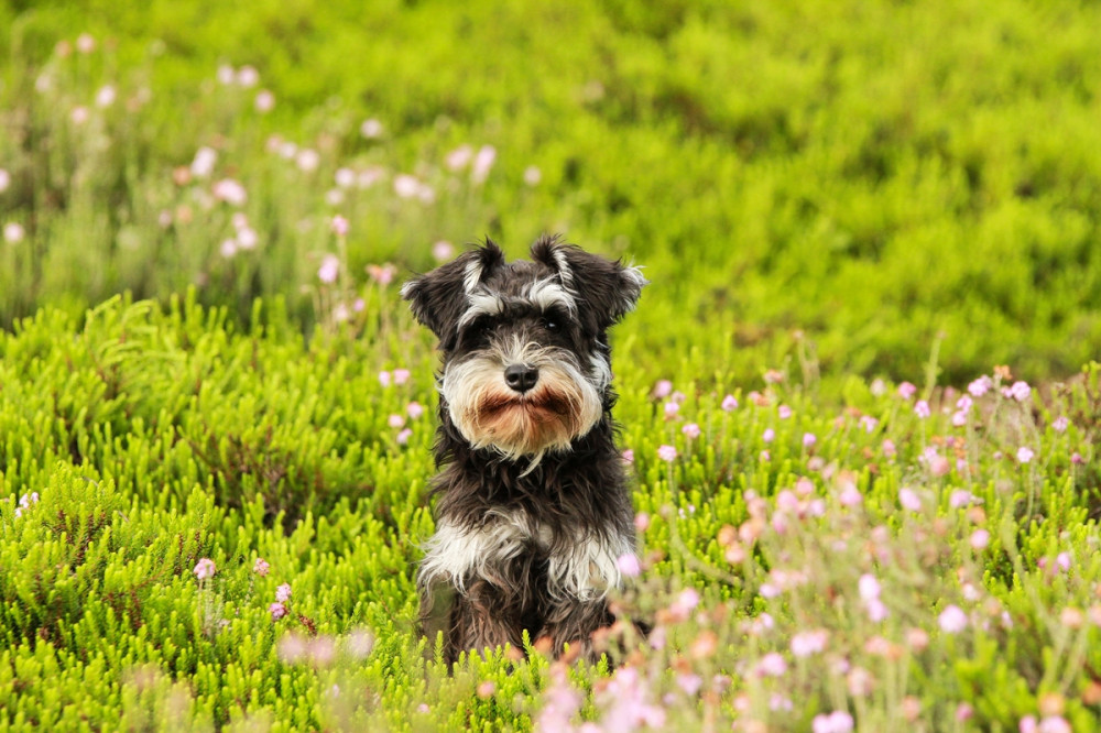 schnauzer kölyök tavaszi réten ül