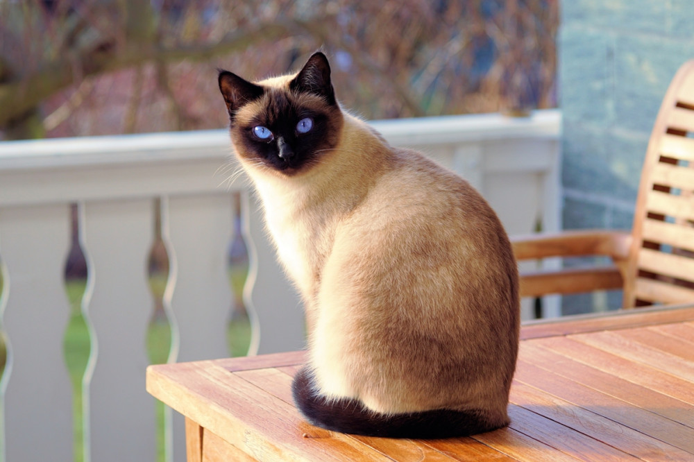 sziámi macska erkély asztalán ülve hátranéz